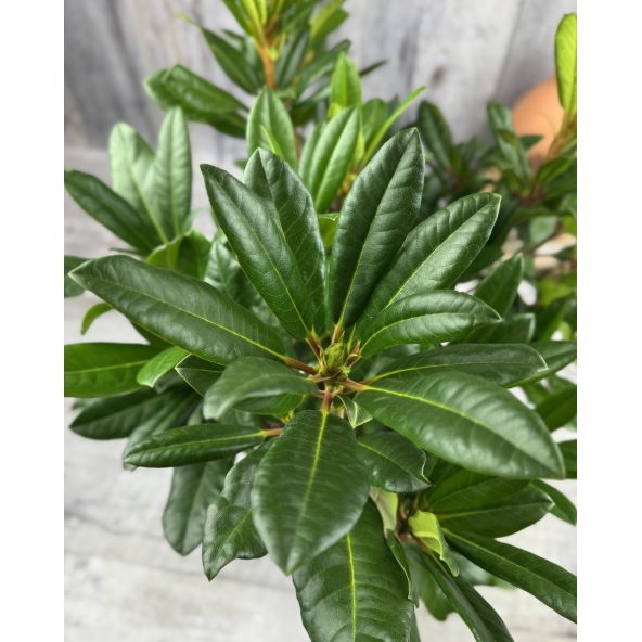 'Diadem' - różanecznik wielkokwiatowy
Rhododendron hybridum 'Diadem'