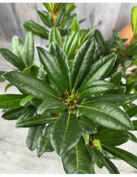 'Diadem' - różanecznik wielkokwiatowy
Rhododendron hybridum 'Diadem'