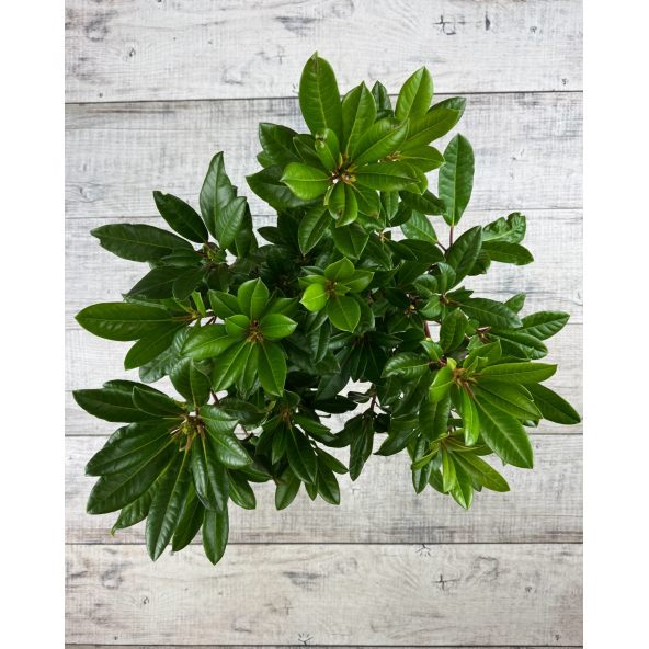 'Diadem' - różanecznik wielkokwiatowy
Rhododendron hybridum 'Diadem'