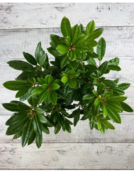 'Diadem' - różanecznik wielkokwiatowy
Rhododendron hybridum 'Diadem'