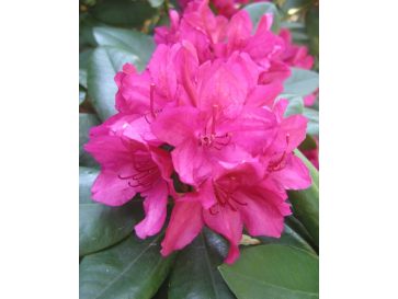 'Dr H. C. Dresselhuys' - różanecznik wielkokwiatowy
Rhododendron hybridum 'Dr H. C. Dresselhuys'
