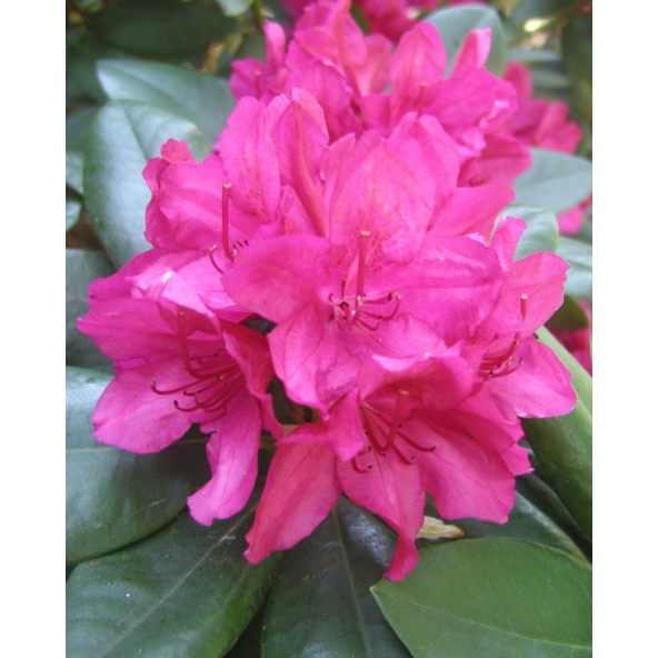 'Dr H. C. Dresselhuys' - różanecznik wielkokwiatowy
Rhododendron hybridum 'Dr H. C. Dresselhuys'