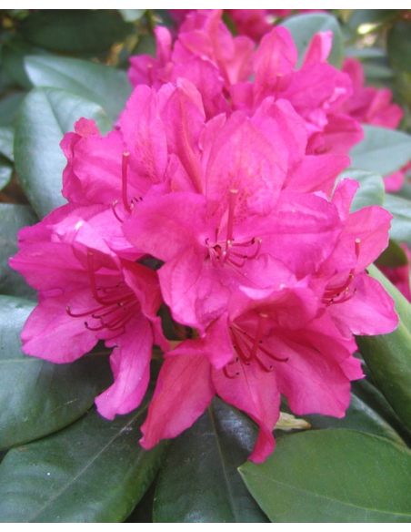 'Dr H. C. Dresselhuys' - różanecznik wielkokwiatowy
Rhododendron hybridum 'Dr H. C. Dresselhuys' 'Dr H. C. Dresselhuys' - różanecznik wielkokwiatowy
Rhododendron hybridum 'Dr H. C. Dresselhuys'