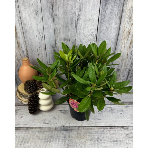 'Dr H. C. Dresselhuys' - różanecznik wielkokwiatowy
Rhododendron hybridum 'Dr H. C. Dresselhuys'