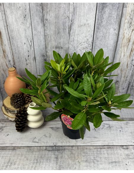 'Dr H. C. Dresselhuys' - różanecznik wielkokwiatowy
Rhododendron hybridum 'Dr H. C. Dresselhuys' 'Dr H. C. Dresselhuys' - różanecznik wielkokwiatowy
Rhododendron hybridum 'Dr H. C. Dresselhuys'