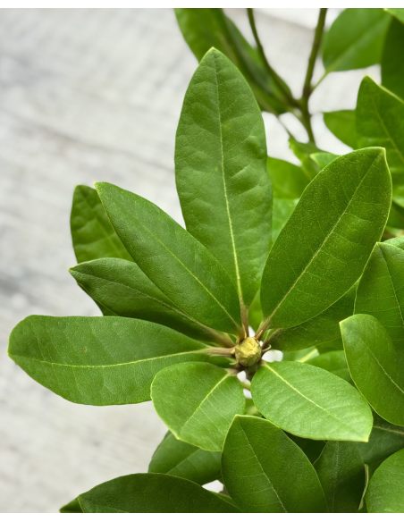 'Dr H. C. Dresselhuys' - różanecznik wielkokwiatowy
Rhododendron hybridum 'Dr H. C. Dresselhuys' 'Dr H. C. Dresselhuys' - różanecznik wielkokwiatowy
Rhododendron hybridum 'Dr H. C. Dresselhuys'