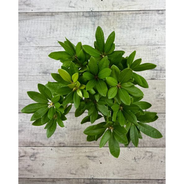 'Dr H. C. Dresselhuys' - różanecznik wielkokwiatowy
Rhododendron hybridum 'Dr H. C. Dresselhuys'