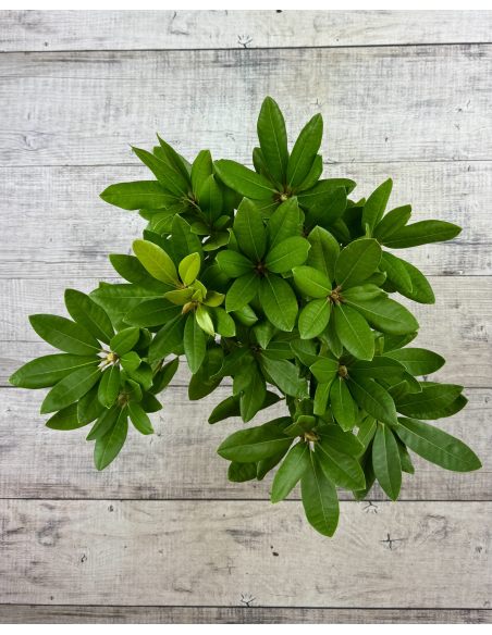 'Dr H. C. Dresselhuys' - różanecznik wielkokwiatowy
Rhododendron hybridum 'Dr H. C. Dresselhuys' 'Dr H. C. Dresselhuys' - różanecznik wielkokwiatowy
Rhododendron hybridum 'Dr H. C. Dresselhuys'