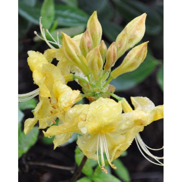 'Anneke' - azalia wielkokwiatowa
Rhododendron (Azalea) 'Anneke'