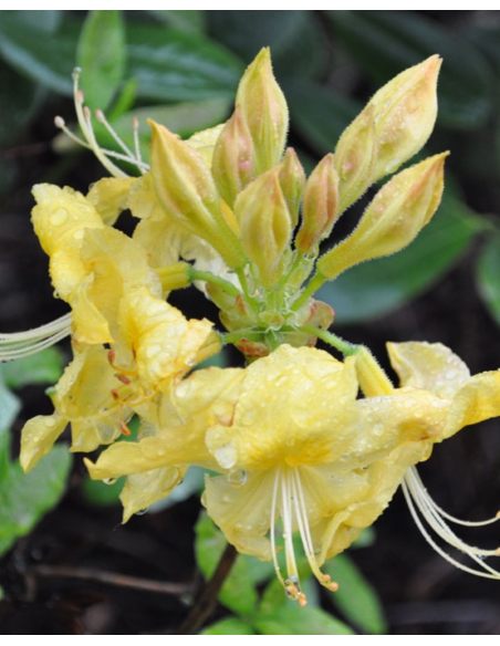 'Anneke' - azalia wielkokwiatowa
Rhododendron (Azalea) 'Anneke'