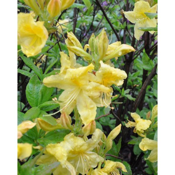 'Anneke' - azalia wielkokwiatowa
Rhododendron (Azalea) 'Anneke'
