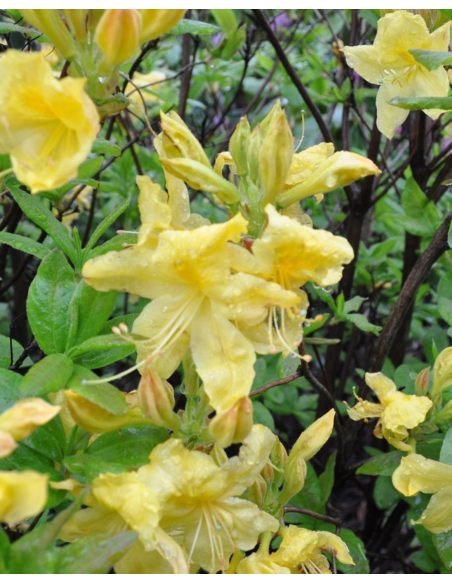 'Anneke' - azalia wielkokwiatowa
Rhododendron (Azalea) 'Anneke'