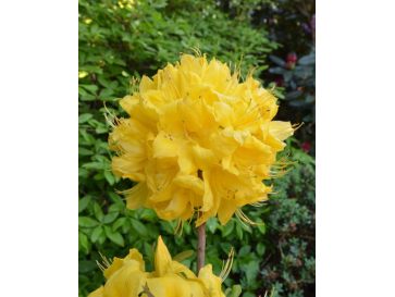 'Anneke' - azalia wielkokwiatowa
Rhododendron (Azalea) 'Anneke'