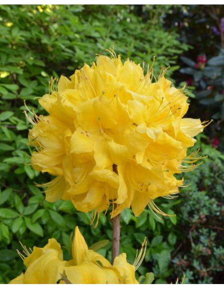 'Anneke' - azalia wielkokwiatowa
Rhododendron (Azalea) 'Anneke'
