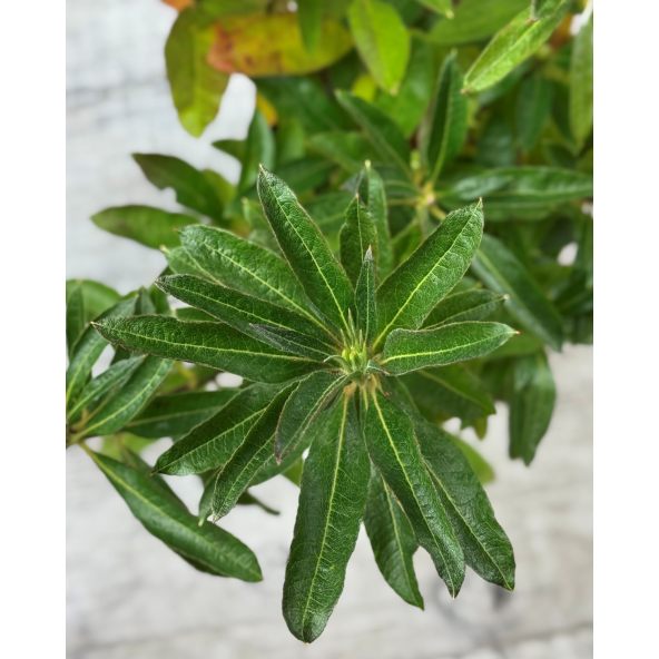 'Anneke' - azalia wielkokwiatowa
Rhododendron (Azalea) 'Anneke'