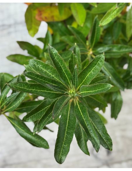 'Anneke' - azalia wielkokwiatowa
Rhododendron (Azalea) 'Anneke'