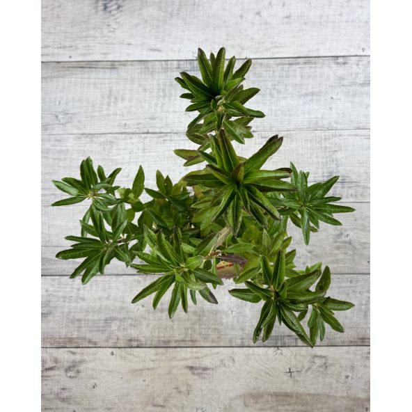 'Anneke' - azalia wielkokwiatowa
Rhododendron (Azalea) 'Anneke'