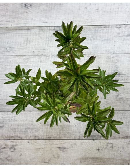 'Anneke' - azalia wielkokwiatowa
Rhododendron (Azalea) 'Anneke'