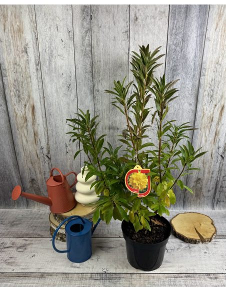 'Anneke' - azalia wielkokwiatowa
Rhododendron (Azalea) 'Anneke'
