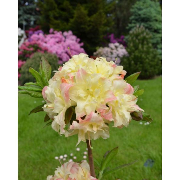 'Cannon's Double' - azalia wielkokwiatowa
Rhododendron (Azalea) 'Cannon's Double'