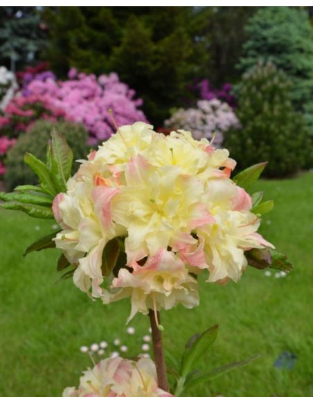 'Cannon's Double' - azalia wielkokwiatowa
Rhododendron (Azalea) 'Cannon's Double'