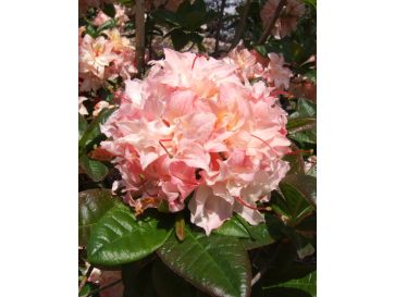 'Cannon's Double' - azalia wielkokwiatowa
Rhododendron (Azalea) 'Cannon's Double'