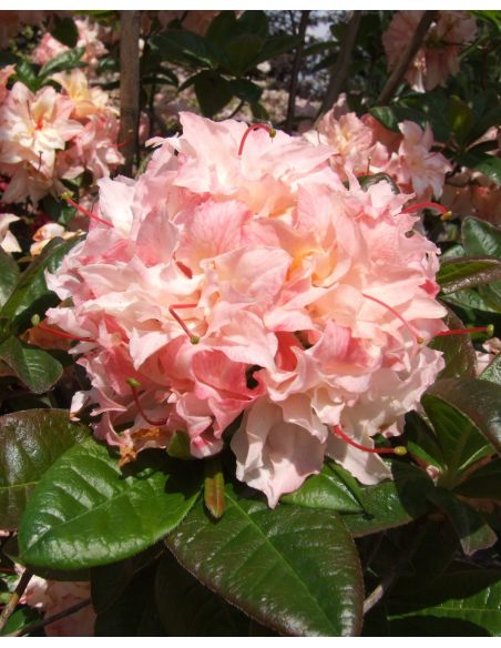 'Cannon's Double' - azalia wielkokwiatowa
Rhododendron (Azalea) 'Cannon's Double'