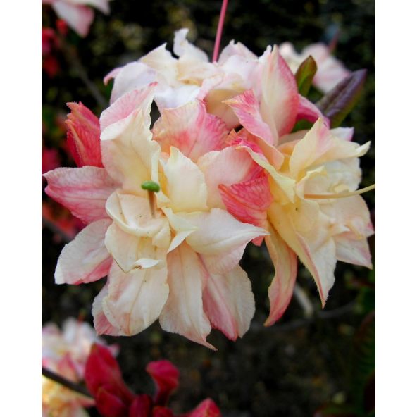 'Cannon's Double' - azalia wielkokwiatowa
Rhododendron (Azalea) 'Cannon's Double'