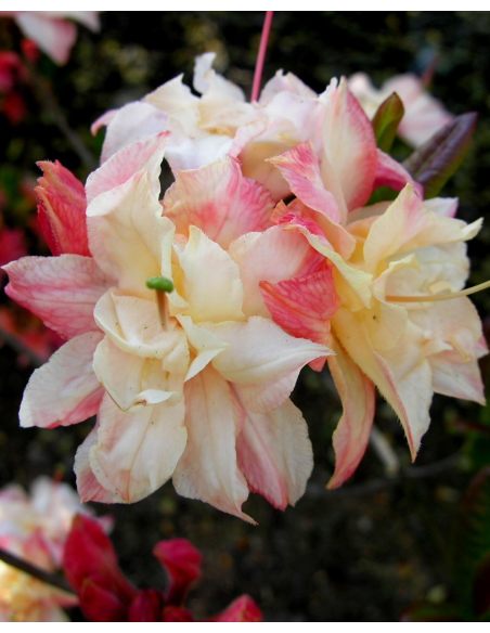 'Cannon's Double' - azalia wielkokwiatowa
Rhododendron (Azalea) 'Cannon's Double'