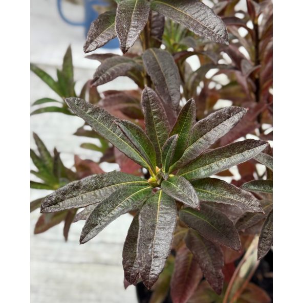 'Cannon's Double' - azalia wielkokwiatowa
Rhododendron (Azalea) 'Cannon's Double'