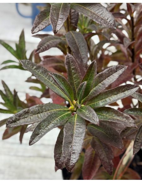 'Cannon's Double' - azalia wielkokwiatowa
Rhododendron (Azalea) 'Cannon's Double'