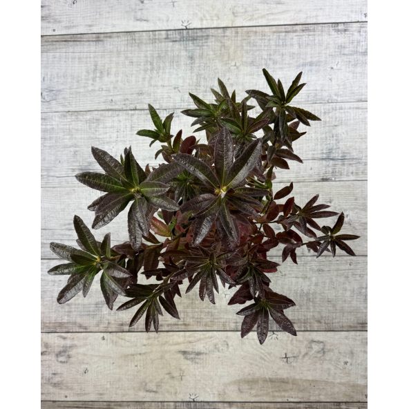 'Cannon's Double' - azalia wielkokwiatowa
Rhododendron (Azalea) 'Cannon's Double'