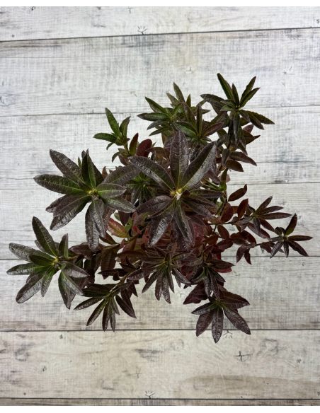 'Cannon's Double' - azalia wielkokwiatowa
Rhododendron (Azalea) 'Cannon's Double'