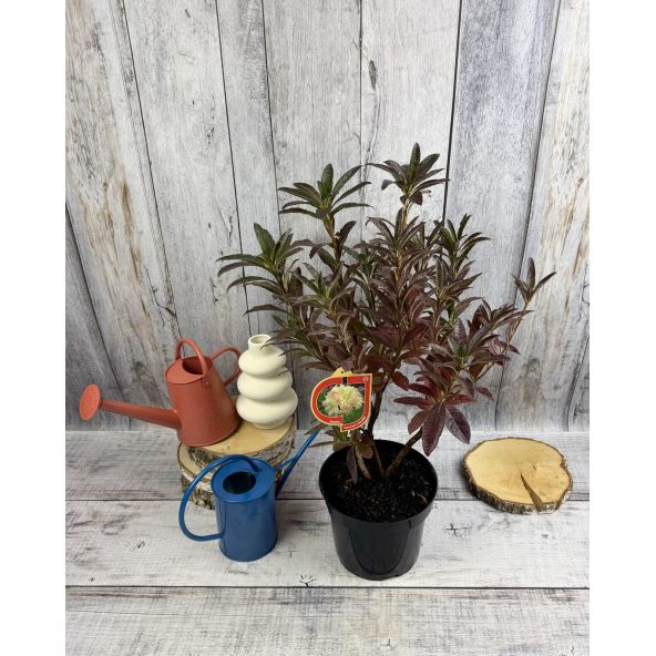 'Cannon's Double' - azalia wielkokwiatowa
Rhododendron (Azalea) 'Cannon's Double'