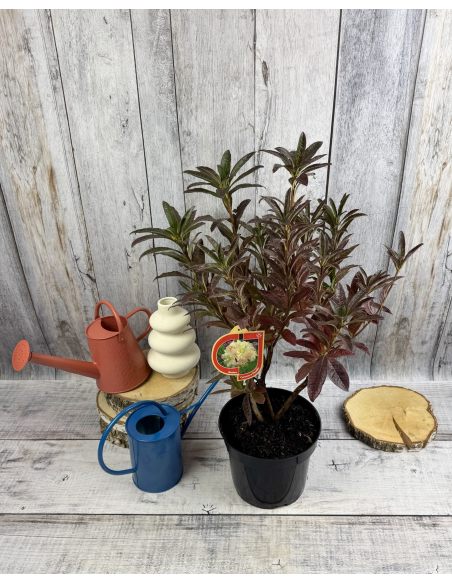 'Cannon's Double' - azalia wielkokwiatowa
Rhododendron (Azalea) 'Cannon's Double'