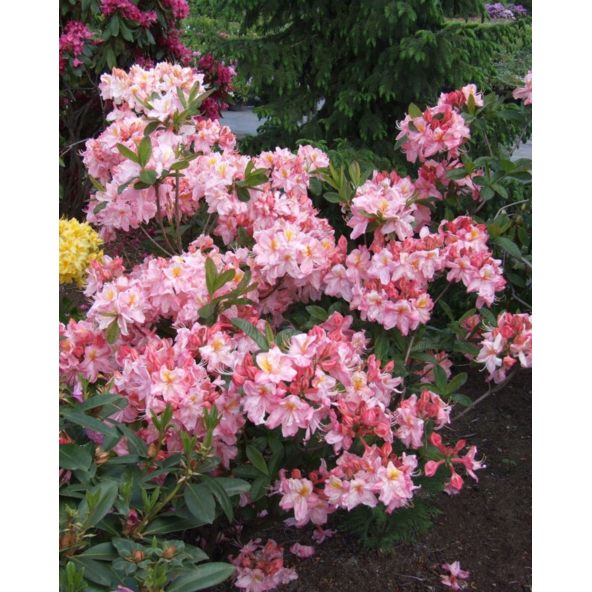 'Cecile' - azalia wielkokwiatowa
Rhododendron (Azalea) 'Cecile'