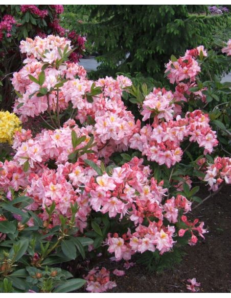 'Cecile' - azalia wielkokwiatowa
Rhododendron (Azalea) 'Cecile'