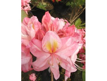 'Cecile' - azalia wielkokwiatowa
Rhododendron (Azalea) 'Cecile'