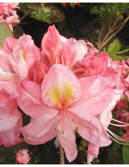 'Cecile' - azalia wielkokwiatowa
Rhododendron (Azalea) 'Cecile'