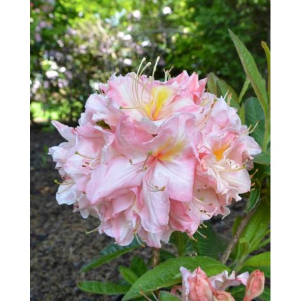 'Cecile' - azalia wielkokwiatowa
Rhododendron (Azalea) 'Cecile'