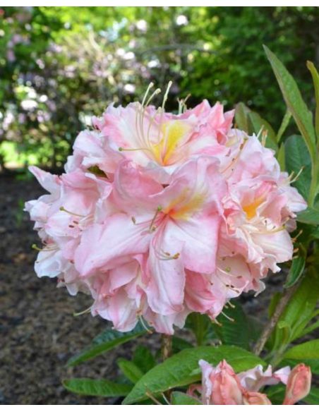 'Cecile' - azalia wielkokwiatowa
Rhododendron (Azalea) 'Cecile'