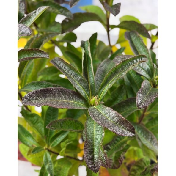 'Cecile' - azalia wielkokwiatowa
Rhododendron (Azalea) 'Cecile'