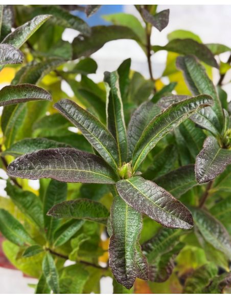 'Cecile' - azalia wielkokwiatowa
Rhododendron (Azalea) 'Cecile'