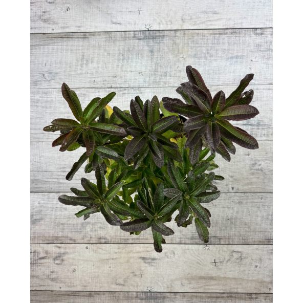 'Cecile' - azalia wielkokwiatowa
Rhododendron (Azalea) 'Cecile'