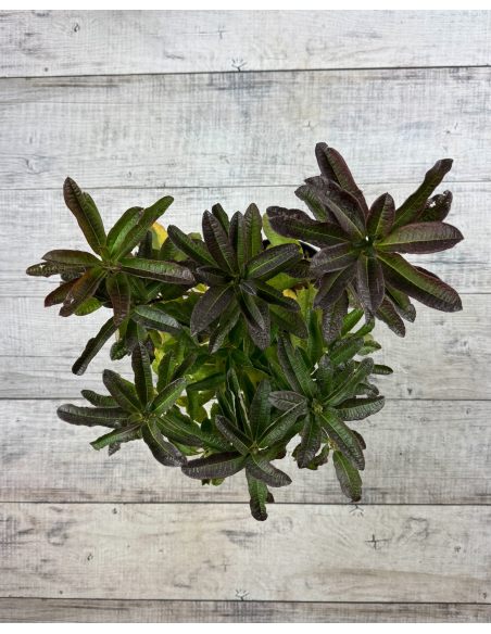 'Cecile' - azalia wielkokwiatowa
Rhododendron (Azalea) 'Cecile'