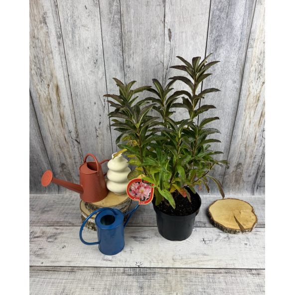 'Cecile' - azalia wielkokwiatowa
Rhododendron (Azalea) 'Cecile'