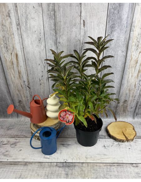 'Cecile' - azalia wielkokwiatowa
Rhododendron (Azalea) 'Cecile'