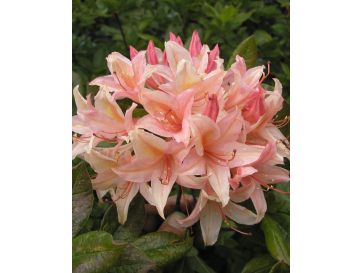 'Chanel' - azalia wielkokwiatowa
Rhododendron (Azalea) 'Chanel'