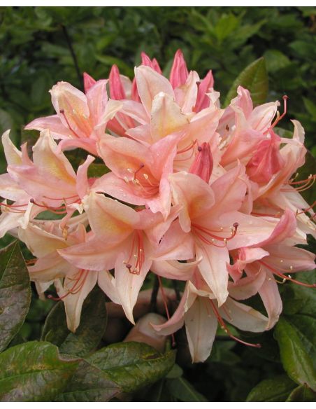 'Chanel' - azalia wielkokwiatowa
Rhododendron (Azalea) 'Chanel'