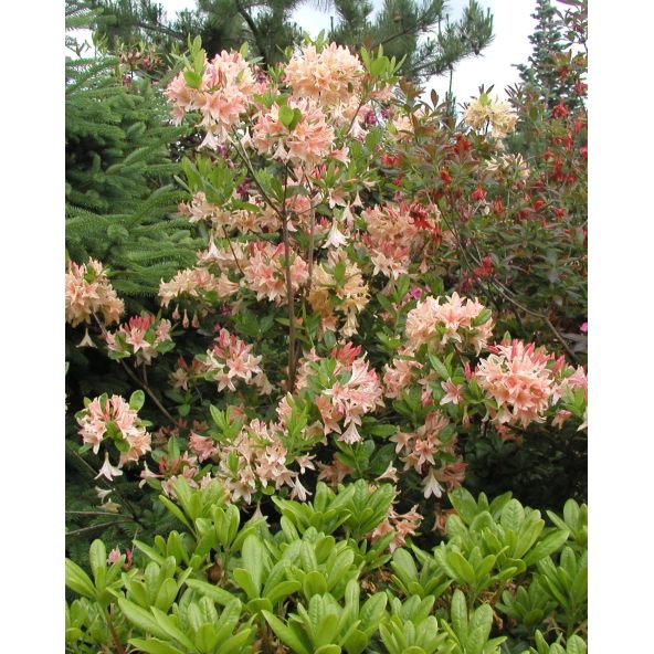 'Chanel' - azalia wielkokwiatowa
Rhododendron (Azalea) 'Chanel'